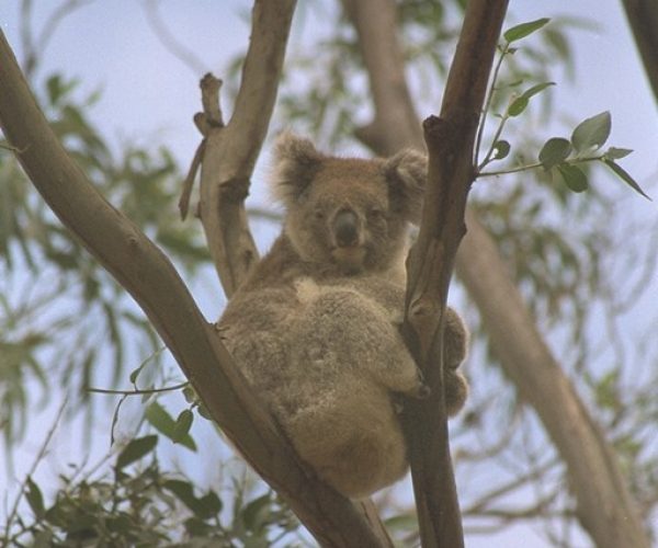 Koala, Hanson Bay